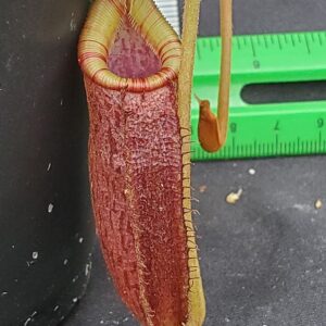 20240218_154446-R-300x300 Nepenthes spectabilis x lowii BE 4524