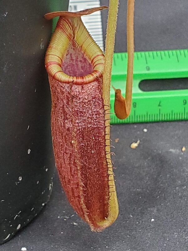 20240218_154446-R-600x801 Nepenthes spectabilis x lowii BE 4524
