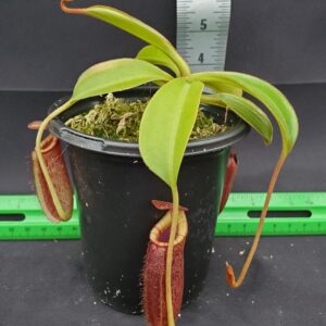 20240218_154511-R-300x300 Nepenthes spectabilis x lowii BE 4524
