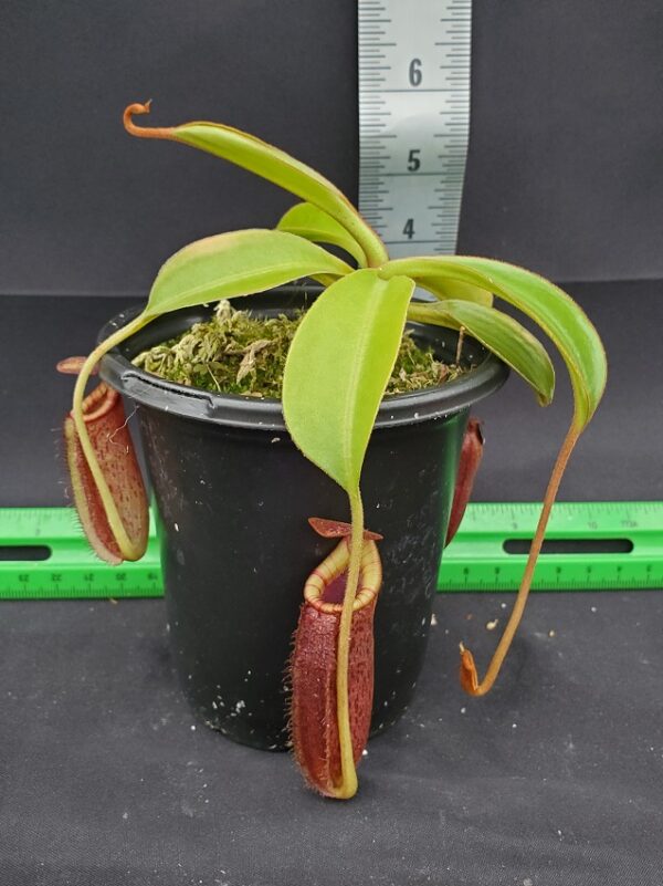 20240218_154511-R-600x801 Nepenthes spectabilis x lowii BE 4524