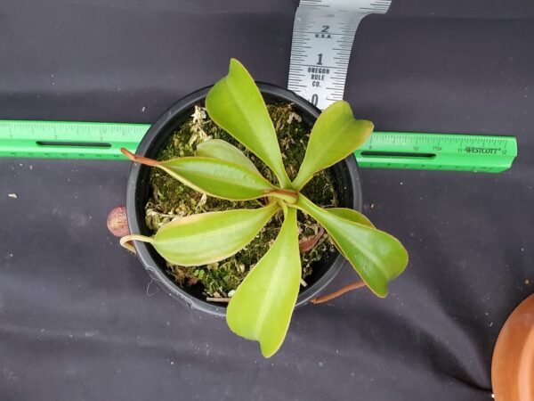 20240218_154518-R-600x450 Nepenthes spectabilis x lowii BE 4524