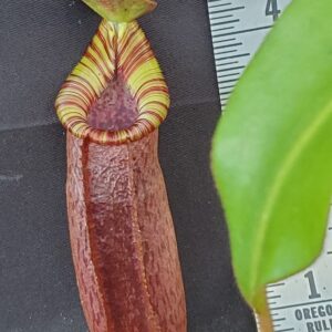 20241012_170554-R-300x300 Nepenthes spectabilis x lowii BE 4524