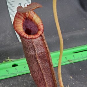 20241012_170620-r-300x300 Nepenthes spectabilis x lowii BE 4524