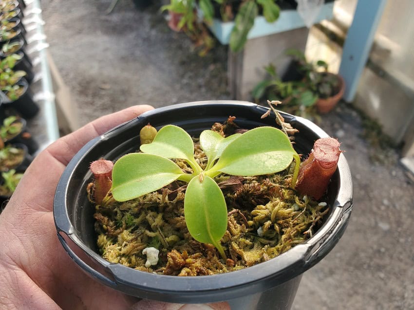 Nepenthes villosa x robcantleyi BE 4079 – Bergen Water Gardens