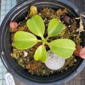 20250903_171044-R-300x300 Nepenthes villosa x robcantleyi BE 4079