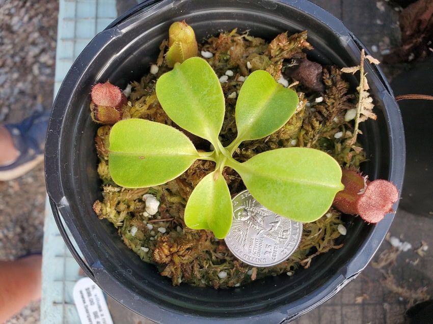 ヘチャン　ポラロイド BOYNEXTDOOR ソンホ 直筆サイン入り B賞 ポラロイド チェキ 当選