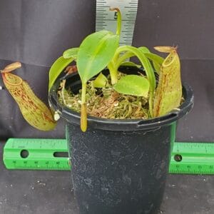 20251116_154001-R-300x300 Nepenthes copelandii BE 3046