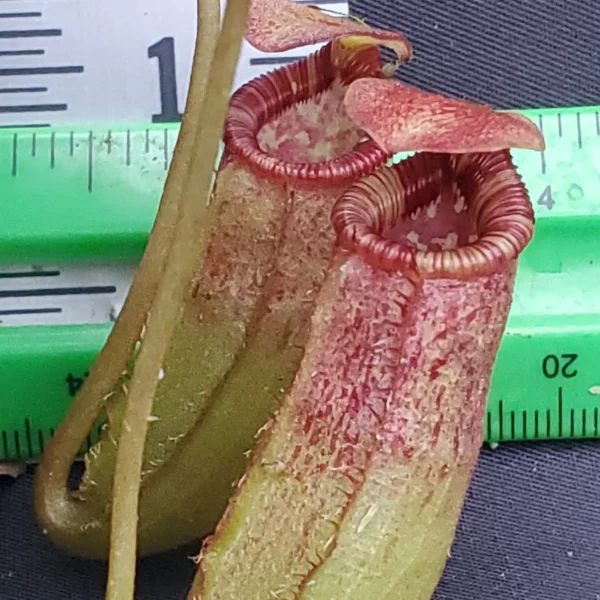 IMG_20231117_144732_389-600x600 Nepenthes sibuyanensis x lowii BE 4504