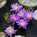 017-R-1-150x150 The BEST Waterlily