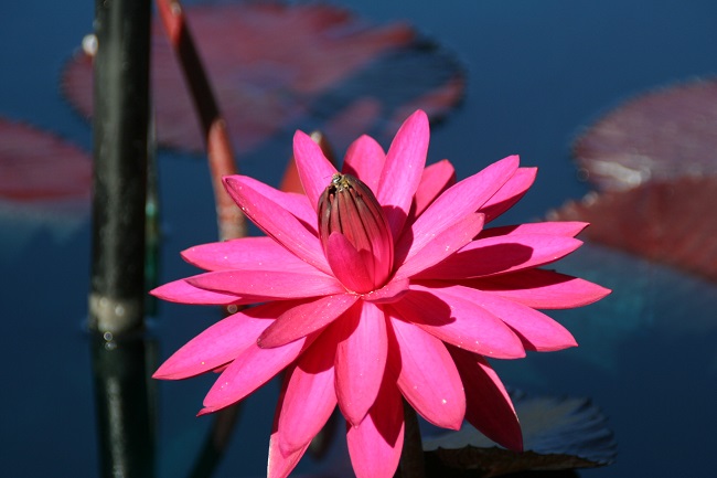 I Walk in Beauty Water Lily Flower Night Light