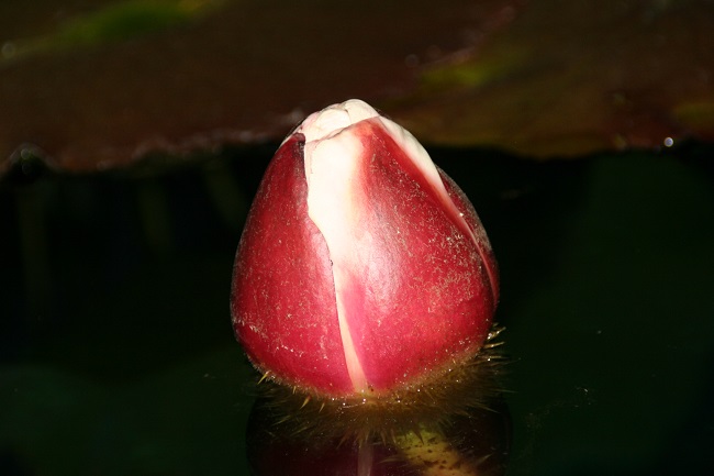 072-R-1 Victoria Waterlilies
