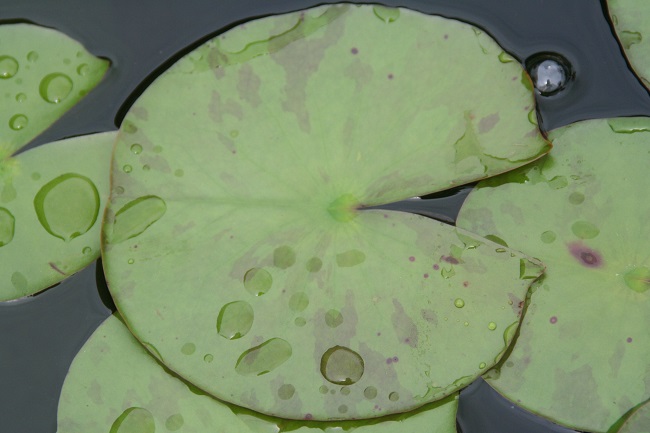 083-R-3 Hardy (Perennial) Waterlilies