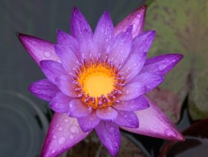 092-2-c-1-300x226 Tropical Waterlily Sale