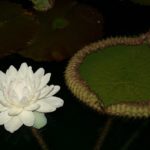 106-R-1-150x150 Evening Delights.... Night- Blooming Waterlilies
