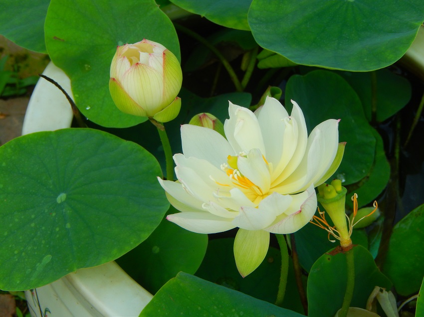 10姬荷-玉缀-13-R Lotus Tubers Spring 2020