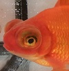 20150313_161032-TN Goldfish & Koi New York State Regulated Invasive Species