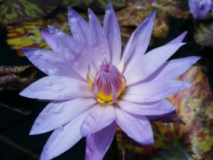 20150521_121208-S-of-S-R-300x225 Brilliant Tropical Waterlilies