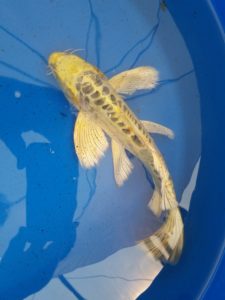 20150521_142409-R-225x300 Premium Butterfly Koi and more