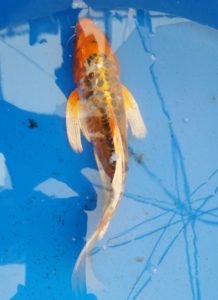 20150521_142547-C-218x300 Premium Butterfly Koi and more