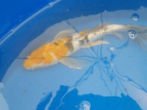 20150521_142735-R-300x225 Premium Butterfly Koi and more