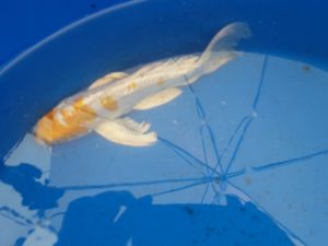 20150521_143148-R-300x225 Premium Butterfly Koi and more