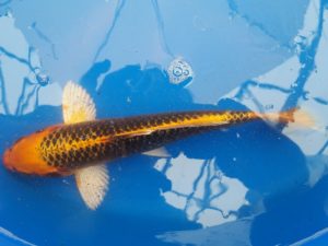 20150521_144636-R-300x225 Premium Butterfly Koi and more