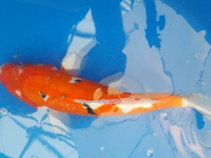 20150521_144740-R-300x225 Premium Butterfly Koi and more