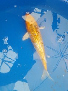 20150521_144834-R-225x300 Premium Butterfly Koi and more