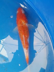 20150521_144938-R-225x300 Premium Butterfly Koi and more