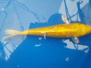 20150521_145133-R-300x225 Premium Butterfly Koi and more