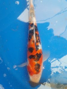 20150521_145618-R-225x300 Premium Butterfly Koi and more