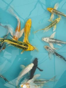 20150521_151115-R-225x300 Premium Butterfly Koi and more