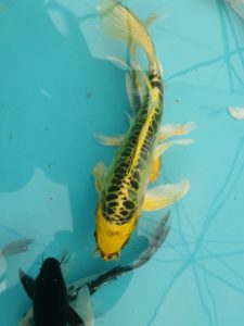 20150521_151123-R-225x300 Premium Butterfly Koi and more