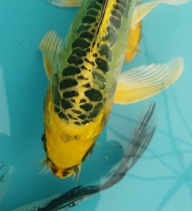 20150521_151123-Th-rotated Premium Butterfly Koi and more