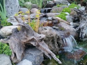 20150613_204720-C-300x225 Driftwood for your Pond