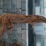 20150613_205033-R-150x150 Driftwood for your Pond