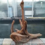 20150613_205048-R-150x150 Driftwood for your Pond