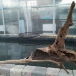 20150613_205356-R-150x150 Driftwood for your Pond