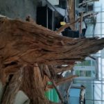 20150613_205442-R-150x150 Driftwood for your Pond