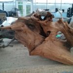 20150613_205501-R-150x150 Driftwood for your Pond