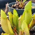 20150722_101640-R-3-150x150 Carnivorous Plants from Tissue Culture