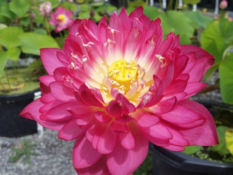20150811_120046-R-5-768x576 Final Chinese Lotus Selections