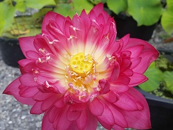 20150811_120101-Th Lotus Flowers at Peak - August 2015
