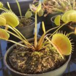 20150922_182329-R-2-150x150 Carnivorous Plants from Tissue Culture