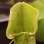 20151122_210331-R-C-150x150 Carnivorous Plants from Tissue Culture
