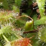20151130_112136-R-C-1-150x150 Carnivorous Plants from Tissue Culture