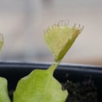 20151207_111504-R-1-150x150 Carnivorous Plants from Tissue Culture