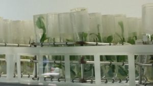 20160205_091947-R-300x169 Carnivorous Plants from Tissue Culture
