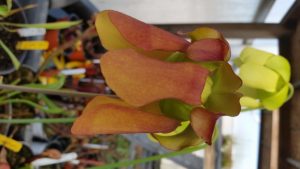 20160317_103818-R-300x169 Pitcher Plants in Bloom