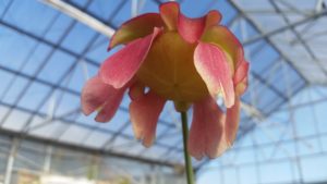 20160329_165056-R-300x169 Pitcher Plants in Bloom